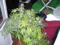 black skunk #9