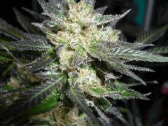 black skunk #1