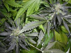 black skunk #3