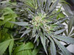 black skunk #2