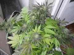 black skunk #8