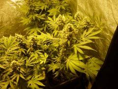 White Russian