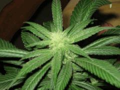 One bud (Raspberry cought) f+22