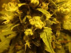 Macro