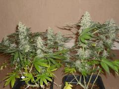 White Russian