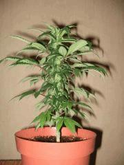 One bud (Raspberry cought) f+22