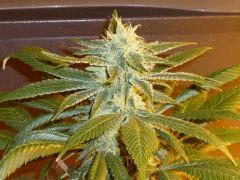 One bud (Raspberry cought)