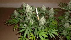 White Russian