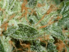 Macro
