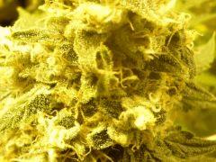 Macro