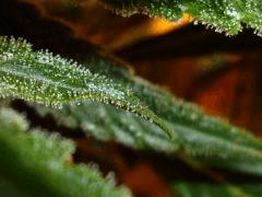 Macro 5