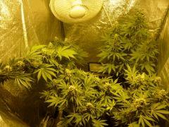 White Russian, Jack 33, Humboldt.