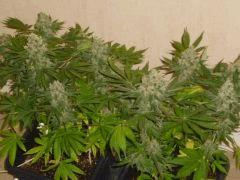 White Russian