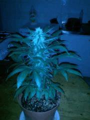 One bud (Raspberry cought) f+30
