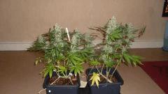 White Russian