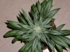 One bud (Raspberry cought)