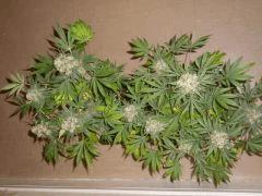 White Russian