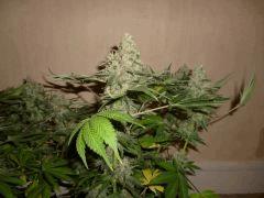 White Russian