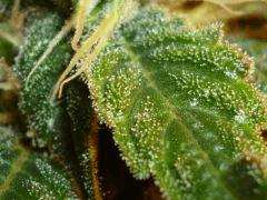 Macro 3