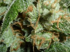 Macro