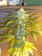 One bud (Raspberry cought)