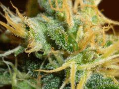 Macro 1