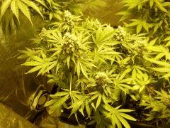 White Russian