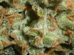 Macro