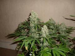 White Russian