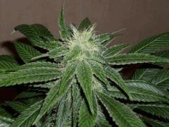 One bud (Raspberry cought)