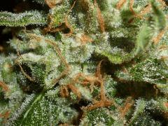Macro