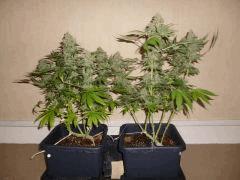 White Russian