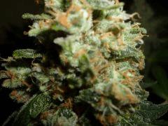 Macro