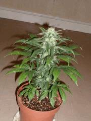 One bud (Raspberry cought)