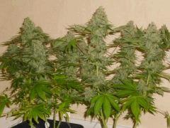 White Russian
