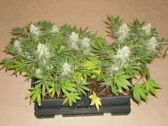 White Russian