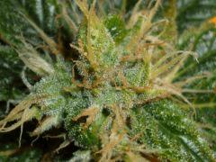Macro 4