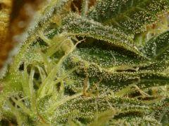 Macro 2