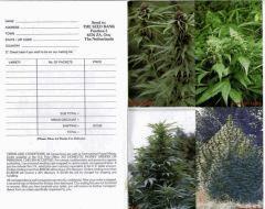 Catalogue Seedbank