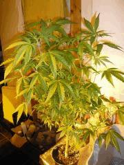 Pied mère coco > G13/Amnesia haze (dampkring classic)