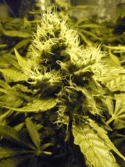 Flo +49  29.10.11
