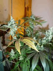 LSD 2 (barney farm)