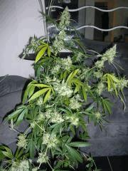 LSD 1 (barney farm)