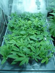 FLO  +9, pendant ce temps en Grow