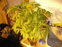 Pied mère coco > de Mother's finest (sensi seeds)