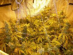 Les 50% de plantes restantes pour effet stone, puppets master powa