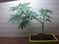 nouveau pot