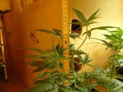 [jdc1][Cheese Haze][Terre][cro J26]