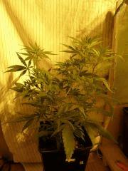 [jdc1][Cheese Haze][Terre][flo J1]