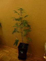 [jdc2][K2][Terre][FLO26]